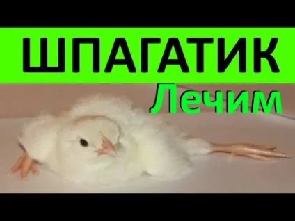 Вертолетік у пташенят можна вилікувати! На (пташенят) Вертолетік у пташенят можна вилікувати! на