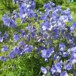 Вирощування синюхи блакитної (блакитний) Вирощування синюхи блакитної