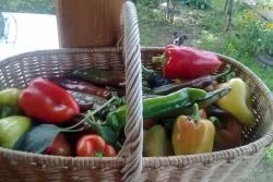 Вирощування перцю в теплиці (перцю) Вирощування перцю в теплиці