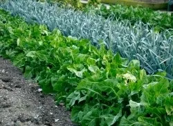 Вирощування щавлю з насіння (тільки розтане сніг) Вирощування щавлю з насіння