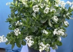 Вирощування доларового дерева