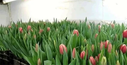 Вирощування (вигонка) тюльпанів до 8 березня, домашній бізнес (тюльпанів) Вирощування (вигонка) тюльпанів до 8 березня, домашній бізнес