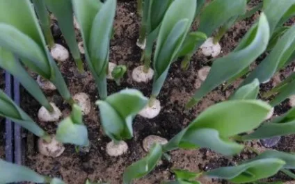 Вигонка тюльпанів до 8 березня