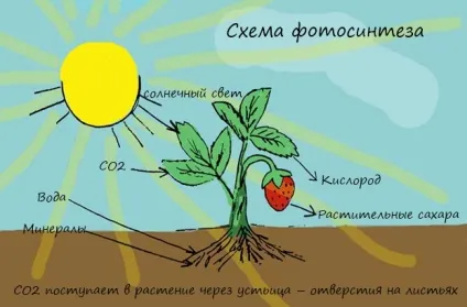 Вирощування конопель в гроубокса - спектр світла і розташування ламп (аутдор) Вирощування конопель в гроубокса - спектр світла і розташування ламп