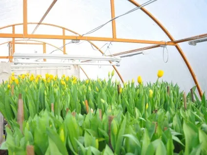 Вигонка тюльпанів на продаж