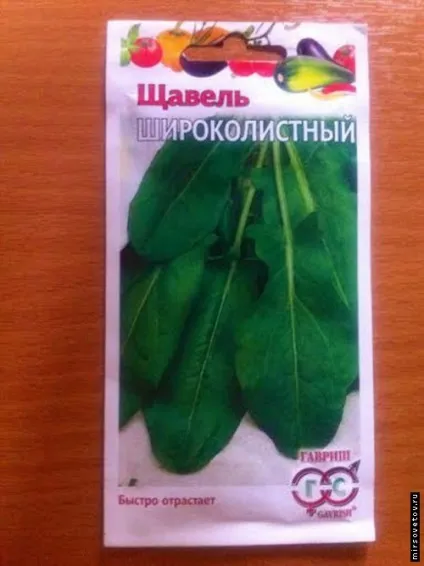 Вирощування щавлю з насіння (вирощування щавлю) Вирощування щавлю з насіння