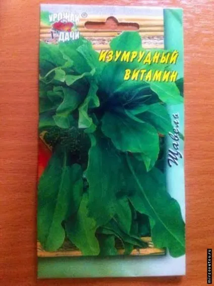 Вирощування щавлю з насіння (щавлю) Вирощування щавлю з насіння