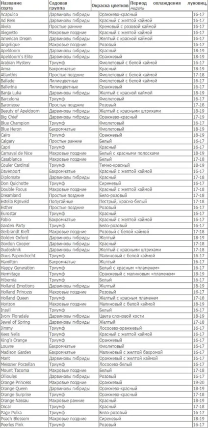 Вирощування (вигонка) тюльпанів до 8 березня, домашній бізнес (тюльпанів) Вирощування (вигонка) тюльпанів до 8 березня, домашній бізнес