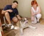 У відпустку без собаки - dogweb - собачі новини (собаки) У відпустку без собаки - dogweb - собачі новини