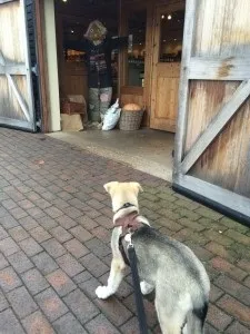 Раптово наляканий - другий період страхів у собак-підлітків, just dogs (другий) Раптово наляканий - другий період страхів у собак-підлітків, just dogs