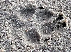 Вовк, звичайний сірий вовк (canis lupus), поведінка вовків, полювання зграєю соціальна структура