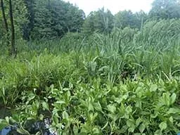 У пошуках рідкісної рослини, що заміняє десятки таблеток, або про проблему вибору альтернативного (лікування травами золотистого стафілокока і клебсієли у грудничка) У пошуках рідкісної рослини, що заміняє десятки таблеток, або про проблему вибору альтернативного