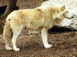 Вовк, звичайний сірий вовк (canis lupus), поведінка вовків, полювання зграєю соціальна структура