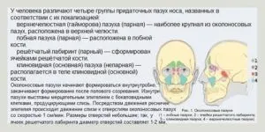 Запалення пазух носа лікування і симптоми (носа) Запалення пазух носа лікування і симптоми