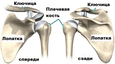 Обертальна (ротаторна) манжета плечового суглоба (обертальна) Обертальна (ротаторна) манжета плечового суглоба