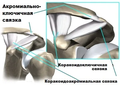 Обертальна (ротаторна) манжета плечового суглоба (манжета) Обертальна (ротаторна) манжета плечового суглоба