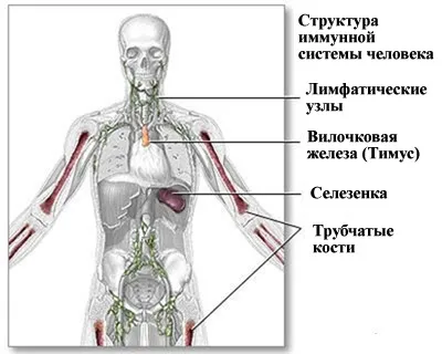 Вікові зміни імунітету