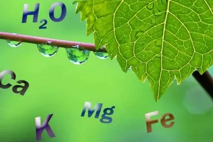 Вода для поливу домашніх квітів способи і критерії відбору (вода для поливу) Вода для поливу домашніх квітів способи і критерії відбору