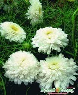 Хризантема, хміль - mydobro seeds