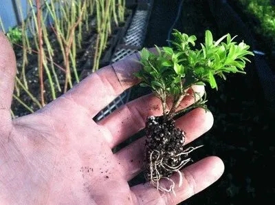 Все про розмноження самшиту живцями в 5 радах - поради від greensad (живцями) Все про розмноження самшиту живцями в 5 радах - поради від greensad