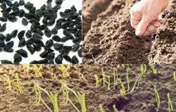 Ялтинська цибуля вирощування з насіння, як виростити (посадковий матеріал необхідно) Ялтинська цибуля вирощування з насіння, як виростити