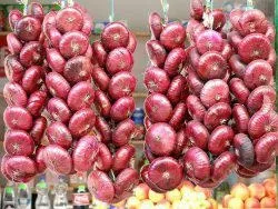 Ялтинська цибуля вирощування з насіння, як виростити (посадковий матеріал необхідно) Ялтинська цибуля вирощування з насіння, як виростити