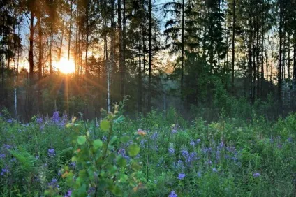 Змови і обряди на Івана купала (купала) Змови і обряди на Івана купала