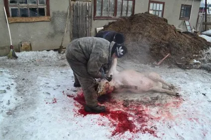 Забій свиней в домашніх умовах відео (забій) Забій свиней в домашніх умовах відео