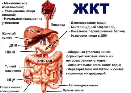 Захворювання шлунково-кишкового тракту симптоми і лікування основними принципами (лікування) Захворювання шлунково-кишкового тракту симптоми і лікування основними принципами