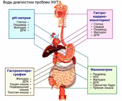 Захворювання шлунково-кишкового тракту симптоми і лікування основними принципами (лікування) Захворювання шлунково-кишкового тракту симптоми і лікування основними принципами