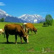 Годівниці для корів своїми руками інструкція та фото (своїми) Годівниці для корів своїми руками інструкція та фото