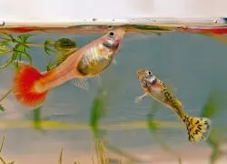 Корм для акваріумних рибок своїми руками (рибок) Корм для акваріумних рибок своїми руками