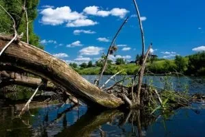 Корч для акваріума яке дерево вибрати, інструкція і як закріпити