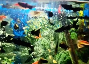 Корм для акваріумних рибок своїми руками (своїми) Корм для акваріумних рибок своїми руками