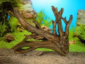 Корч для акваріума яке дерево вибрати, інструкція і як закріпити