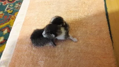 Кішка з кошеням
