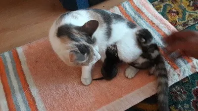 Кішка з кошеням
