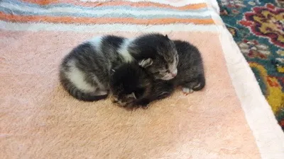 Кішка з кошеням