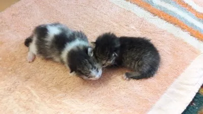 Кішка з кошеням