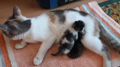 Кішка з кошеням