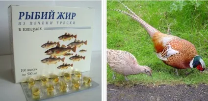Годування фазанів в домашніх умовах (складати) Годування фазанів в домашніх умовах