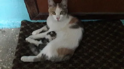 Кішка з кошеням