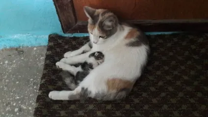 Кішка з кошеням