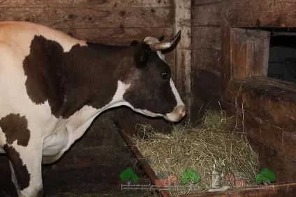 Годівниці для корів своїми руками інструкція та фото (годівниці) Годівниці для корів своїми руками інструкція та фото