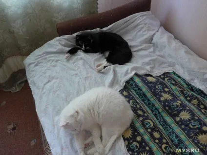 Котяча - неваляшка - або як зрушити - зозулю - у вашого вихованця (Просто постав перед) Котяча - неваляшка - або як зрушити - зозулю - у вашого вихованця