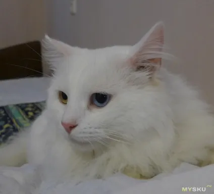Котяча - неваляшка - або як зрушити - зозулю - у вашого вихованця (вихованця) Котяча - неваляшка - або як зрушити - зозулю - у вашого вихованця
