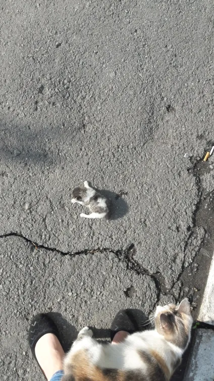 Кішка з кошеням