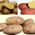 Розмноження картоплі насінням і вегататівним способи (картоплі) Розмноження картоплі насінням і вегататівним способи