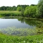Розведення коропа в ставках і басейнах, сільгосп бізнес (коропа) Розведення коропа в ставках і басейнах, сільгосп бізнес