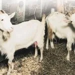 Розведення коропа в ставках і басейнах, сільгосп бізнес (розведення) Розведення коропа в ставках і басейнах, сільгосп бізнес